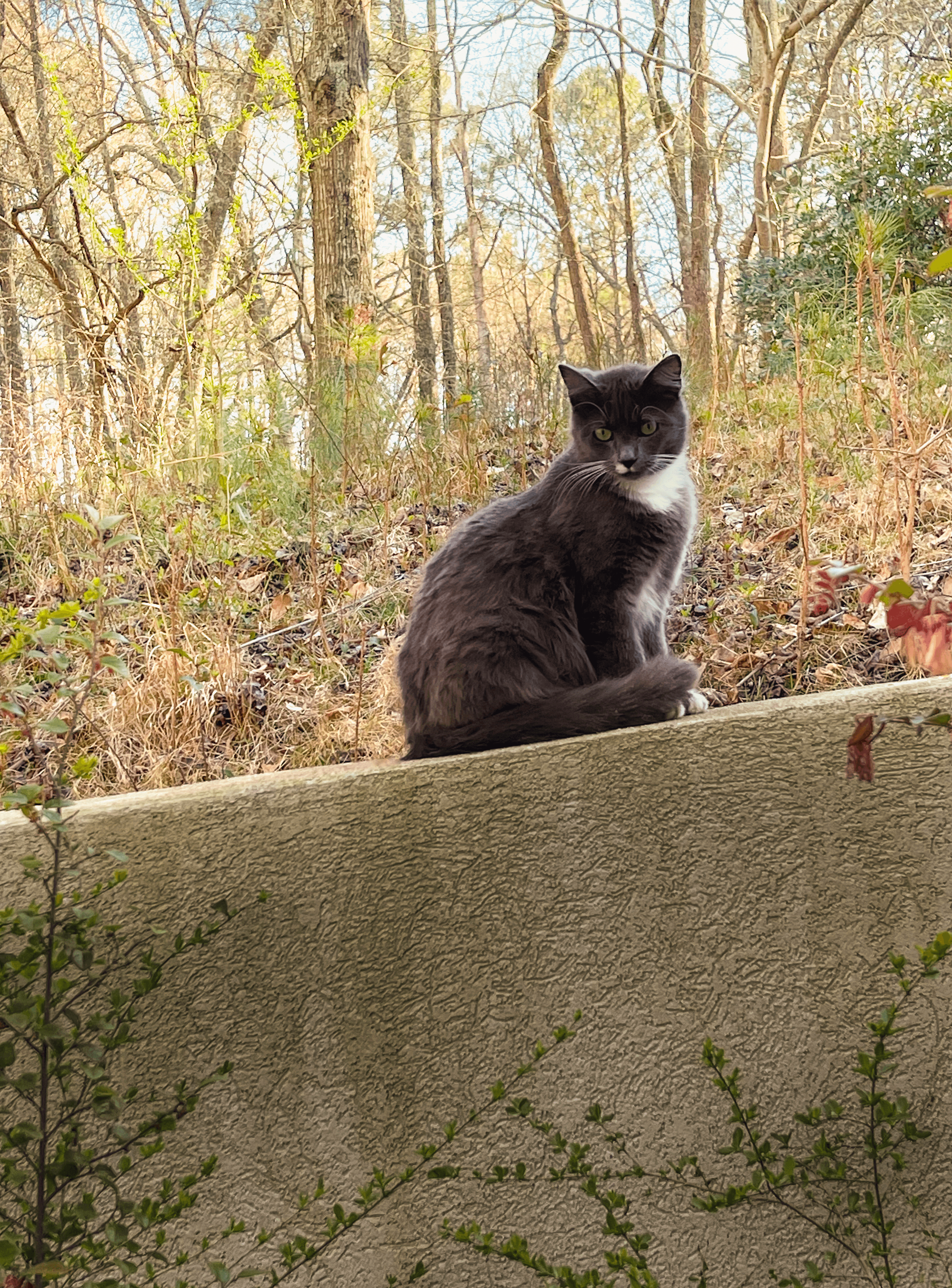 perched on the wall