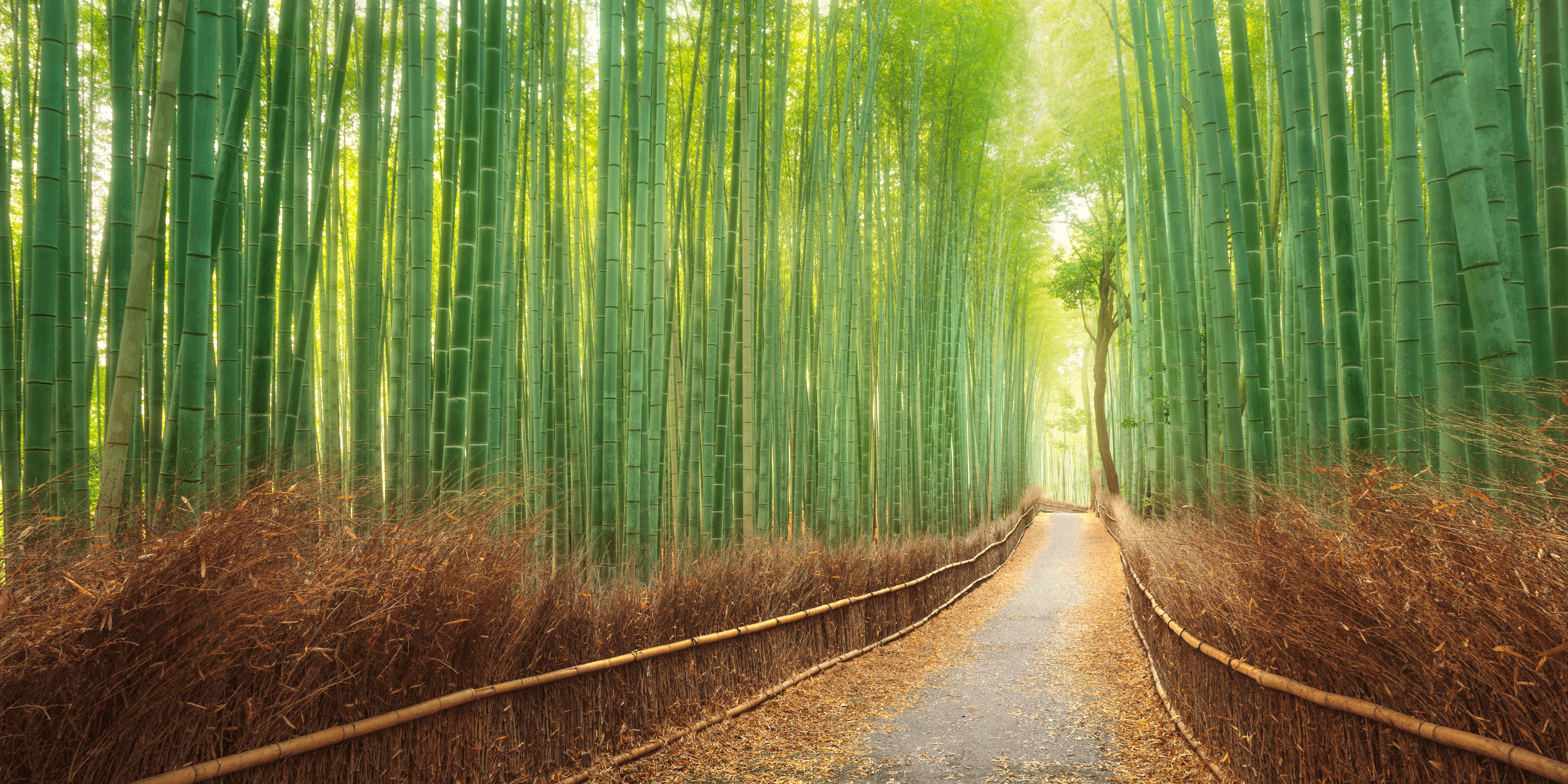 Kyoto Path