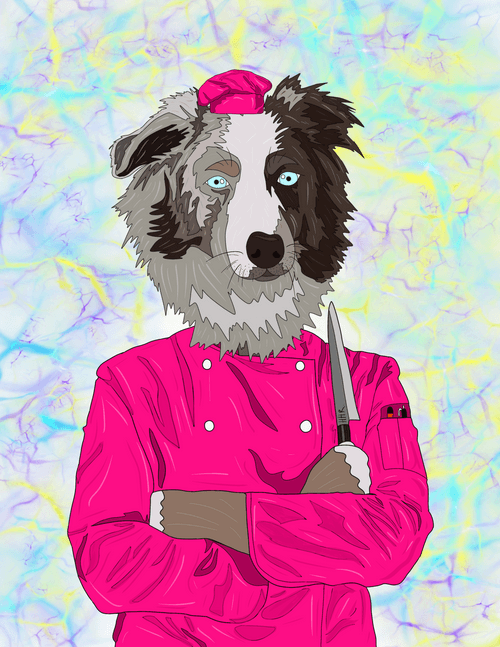 Chef Boi R Doge 37 Mixed Breed Miniature Australian Shepherd Head Chef Atlas 