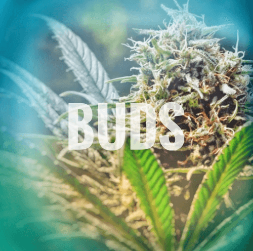 BUDS - limited edition 1/1