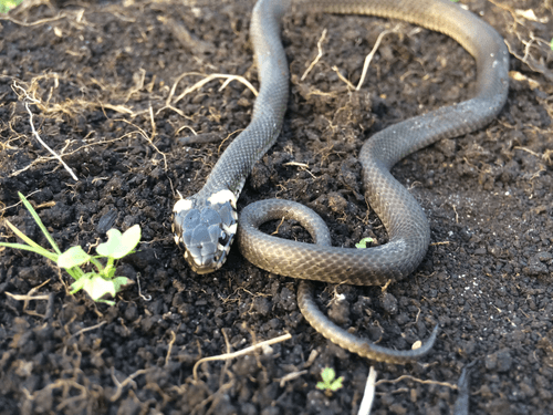 Roman (manyfaktyra98) Farcaster social identity (Fname handle) PFP