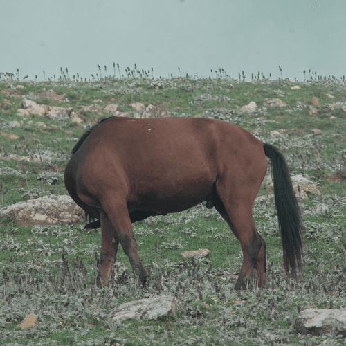 HORSES OF THE HEAVEN'S GATE