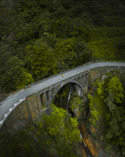 #61 - Jungle Bridge