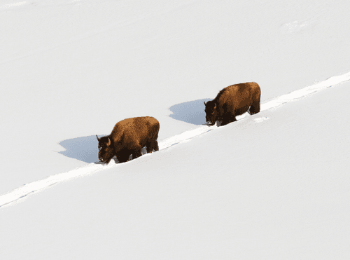 Balance in Nature - Conservation of Wildlife