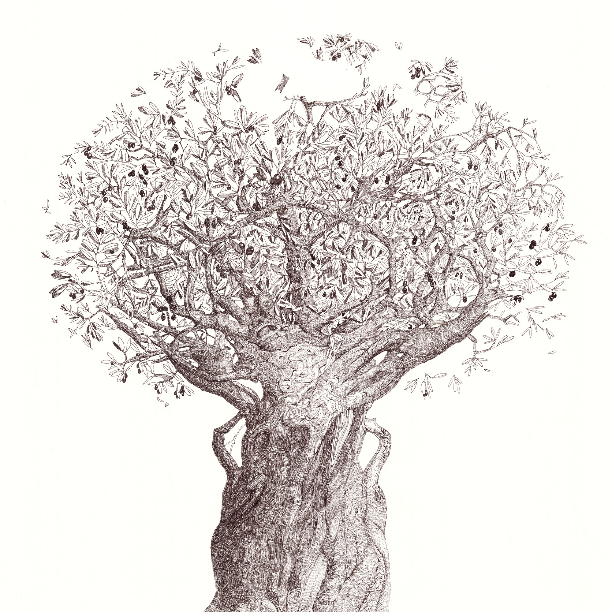 Sketched Olive Tree