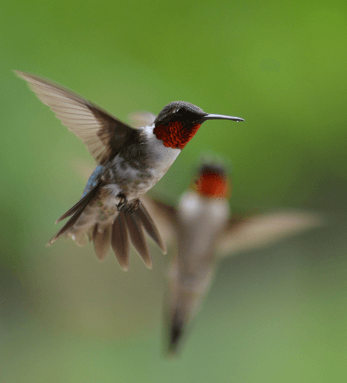 Hummingbird #045
