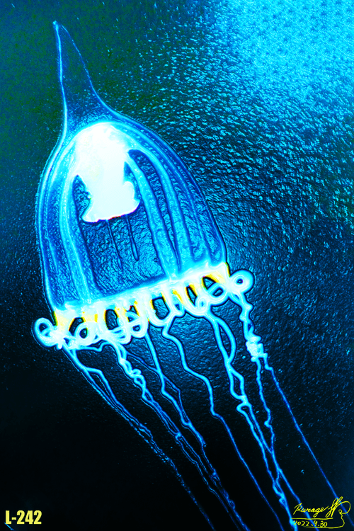 L-242 Leuckartiarasp.