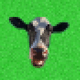CowNiss, "La Vache qui Chie".
