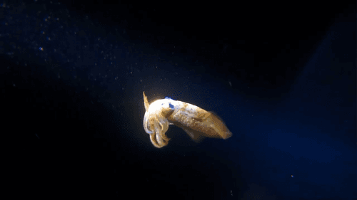 Curious Cuttlefish