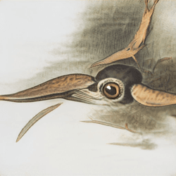 Audubon 2020 Molten collection image