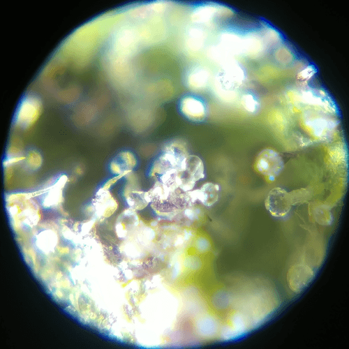 Trichomes #6