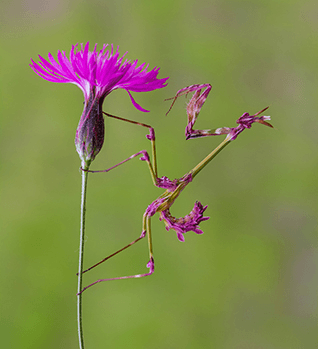 praying mantis 1