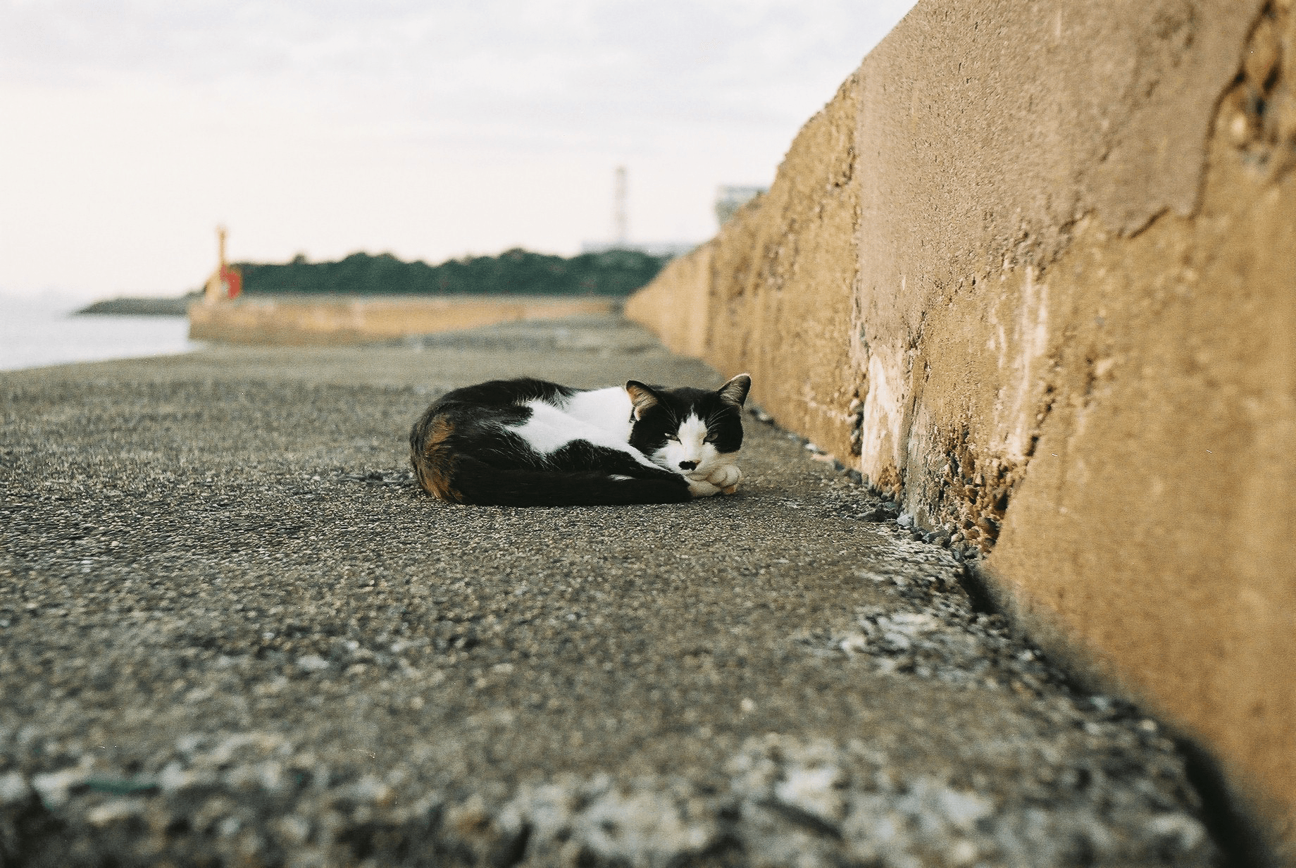 ハチワレ猫の黄昏/Twilight with a stray cat(JPN)001