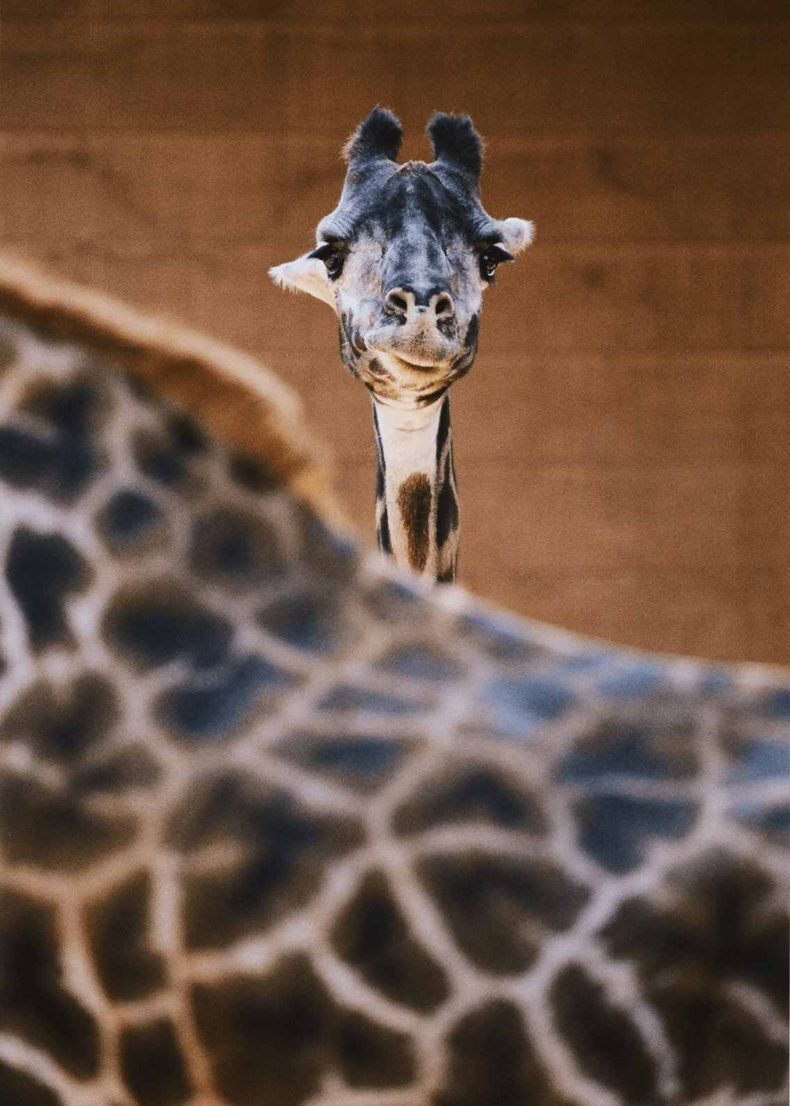 Giraffe #8