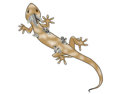 Jewel-producing Lizard collection image