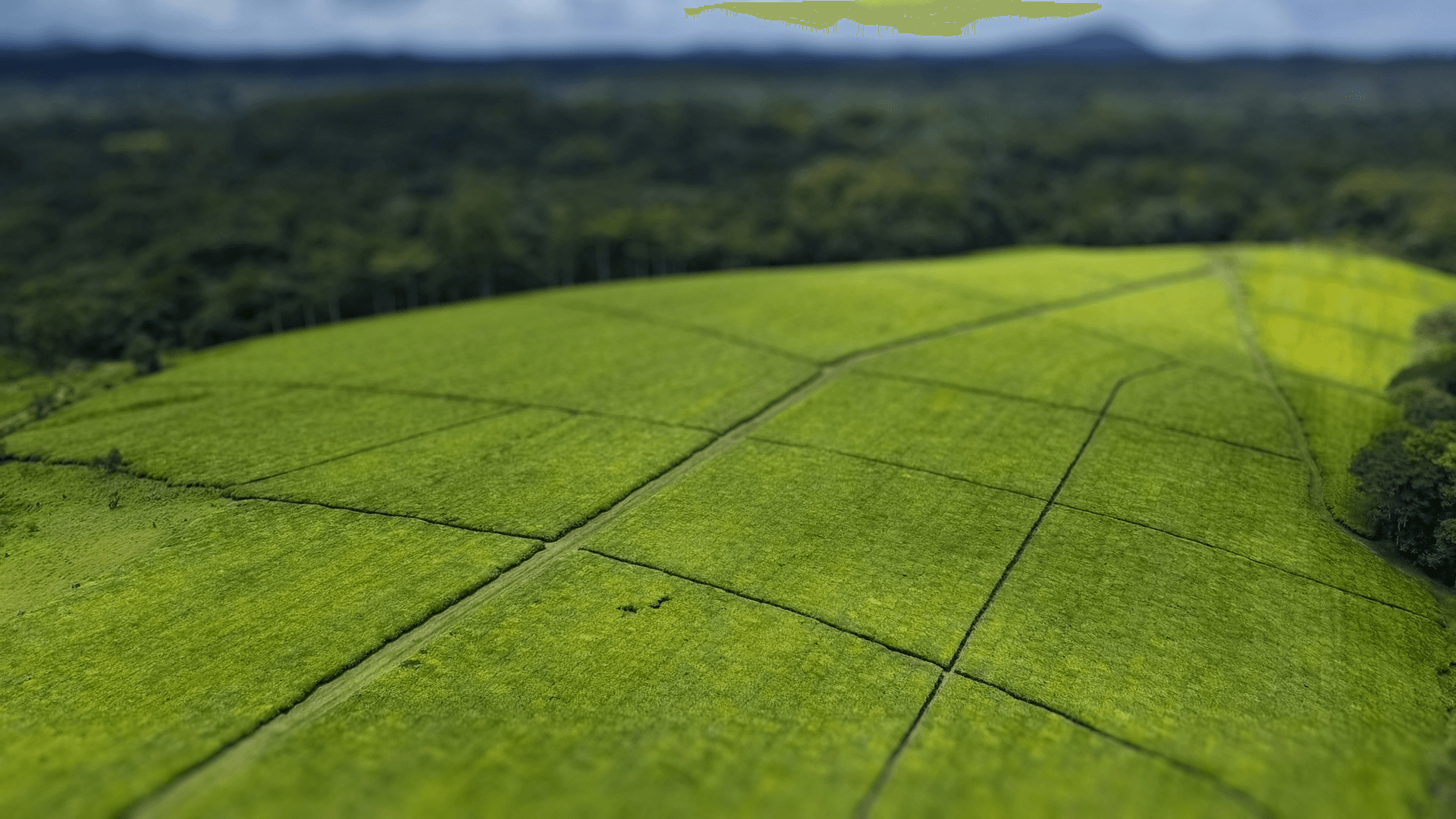 Fields of Tea, Uganda