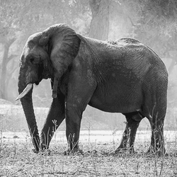 Wild Elephants collection image