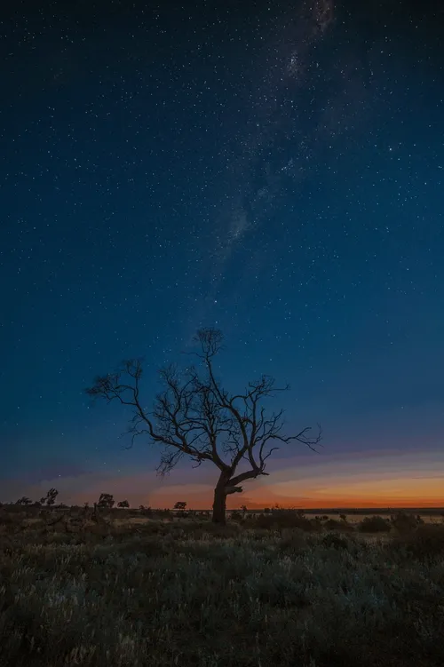 Nautical Twilight Trees