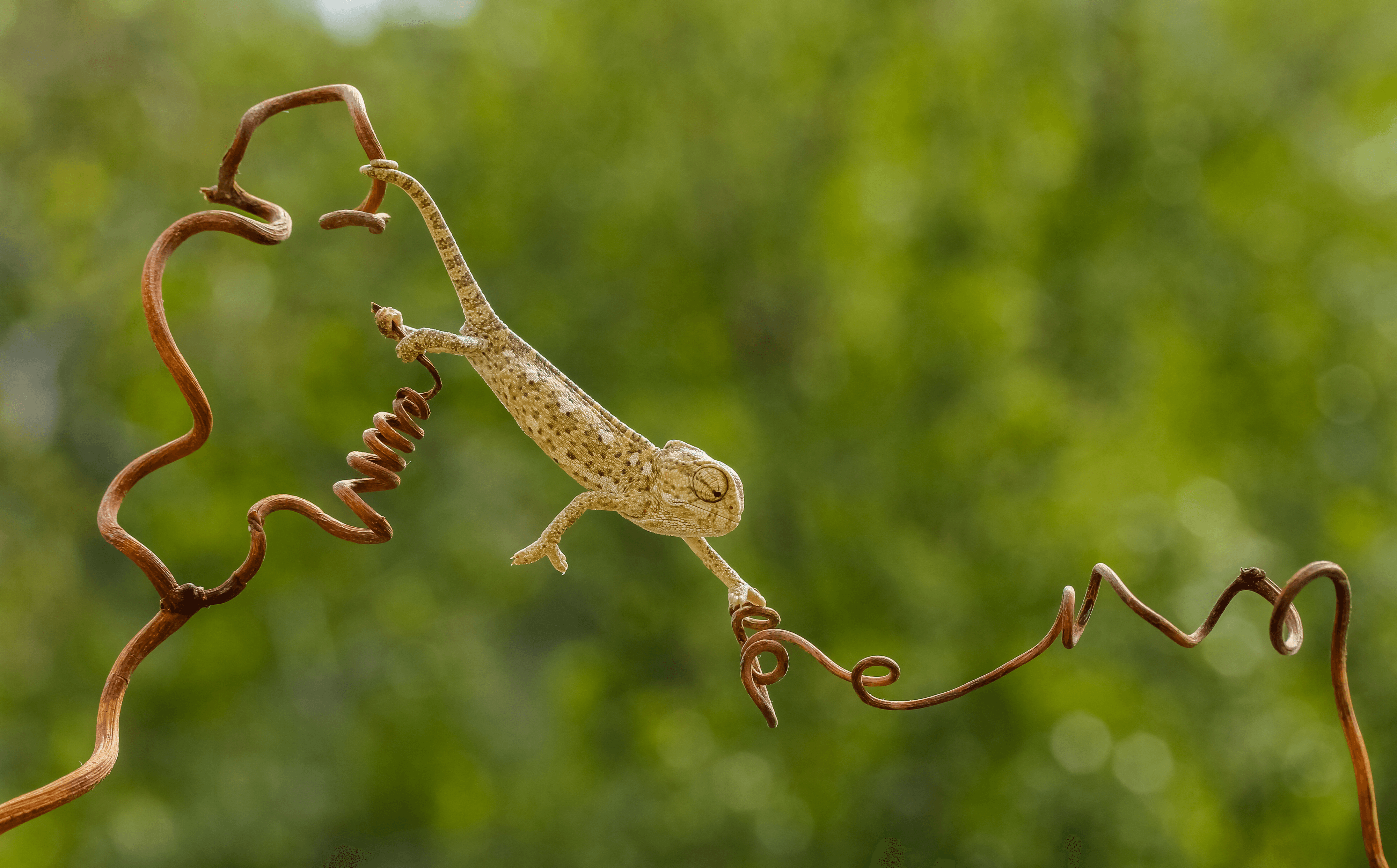Chameleon in his elegance