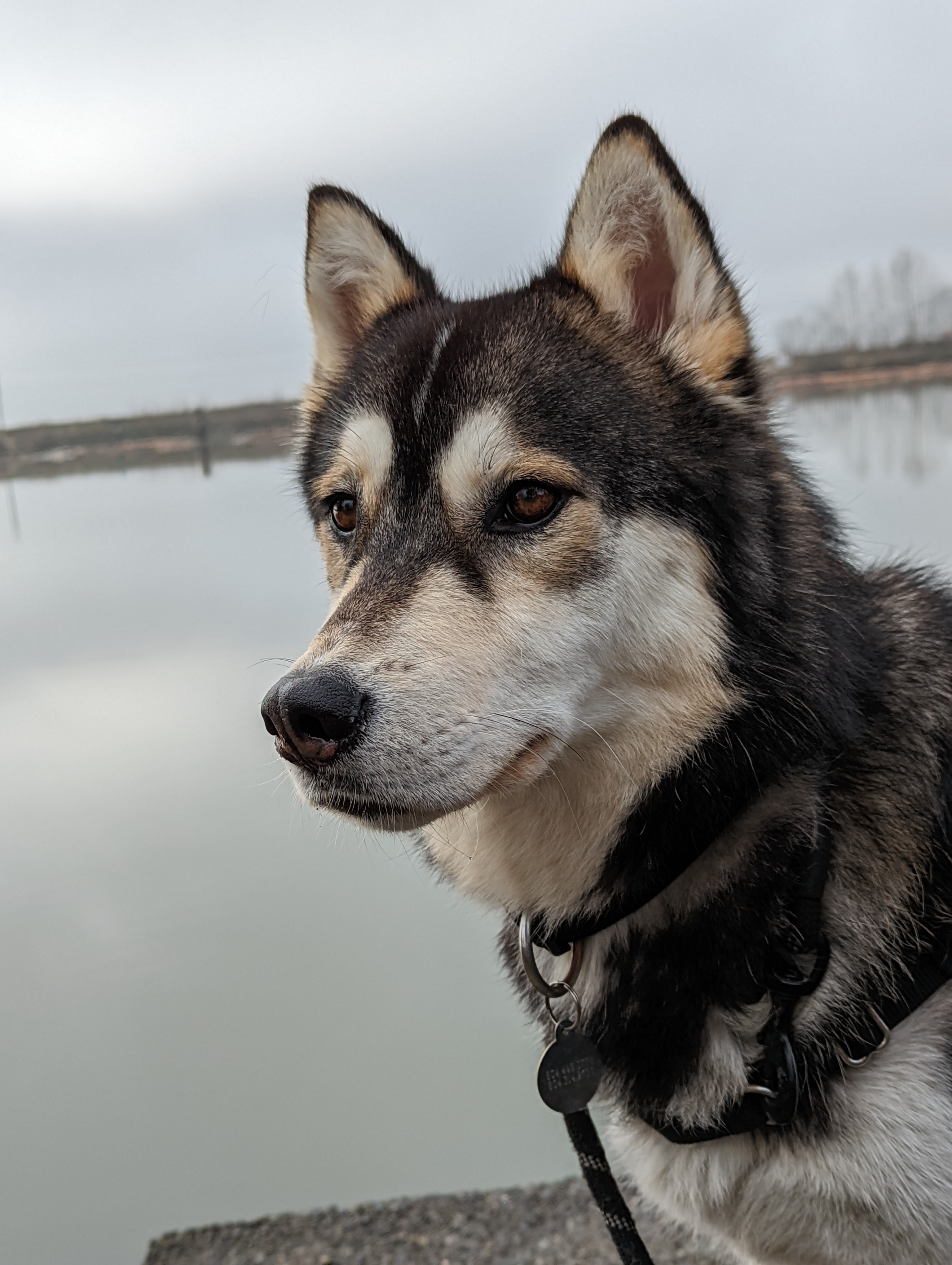 Balto The Husky - Collection | OpenSea