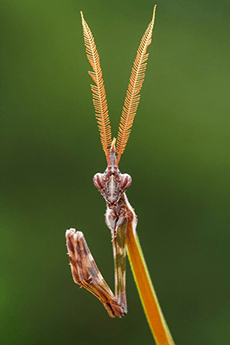 Editions by Mehmet Karaca