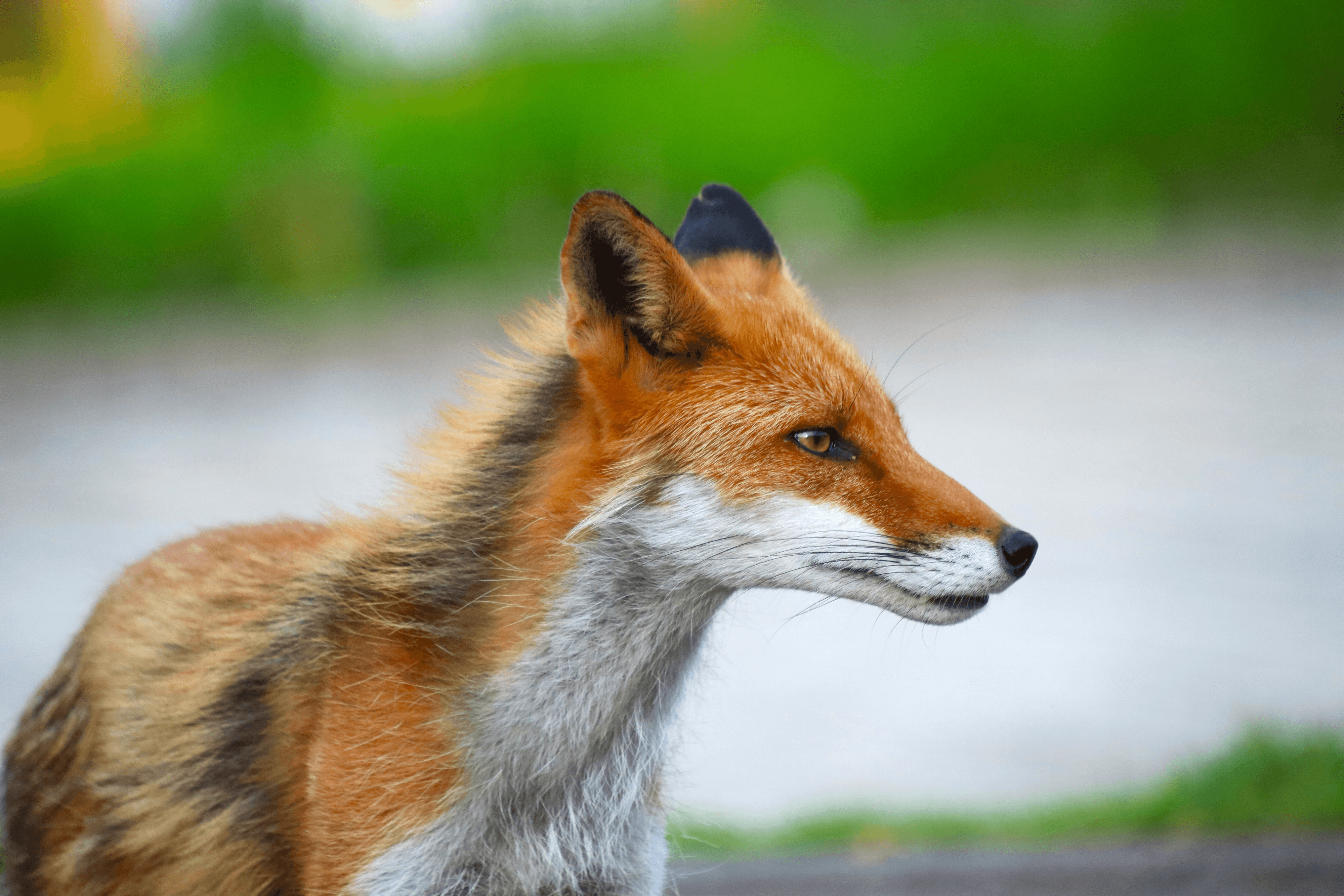 Ezo Red Fox on Ice #01p - Ezo Red Fox | OpenSea