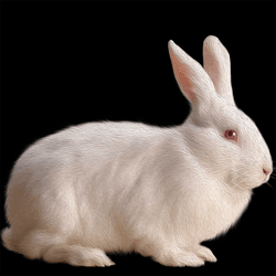 white.Rabbit collection image