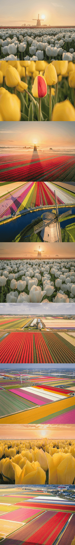 The Tulip collection image