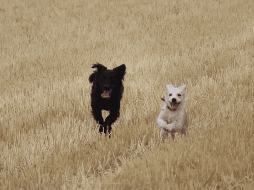 Happy Puppies 