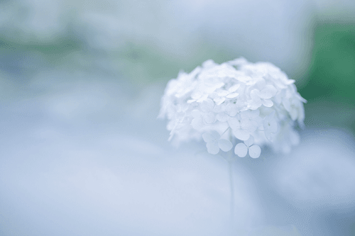 Hydrangea#22