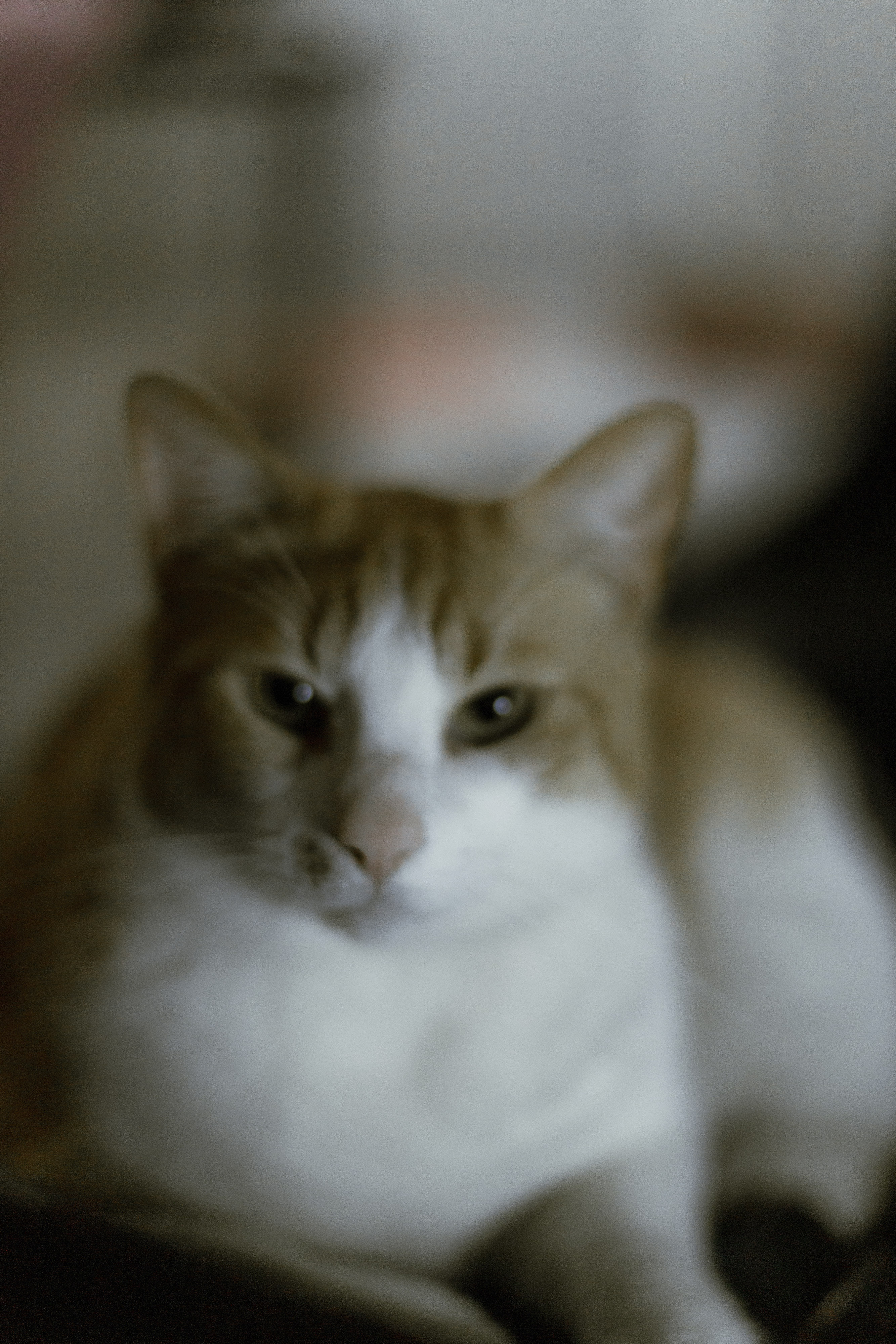 Romeo out of focus