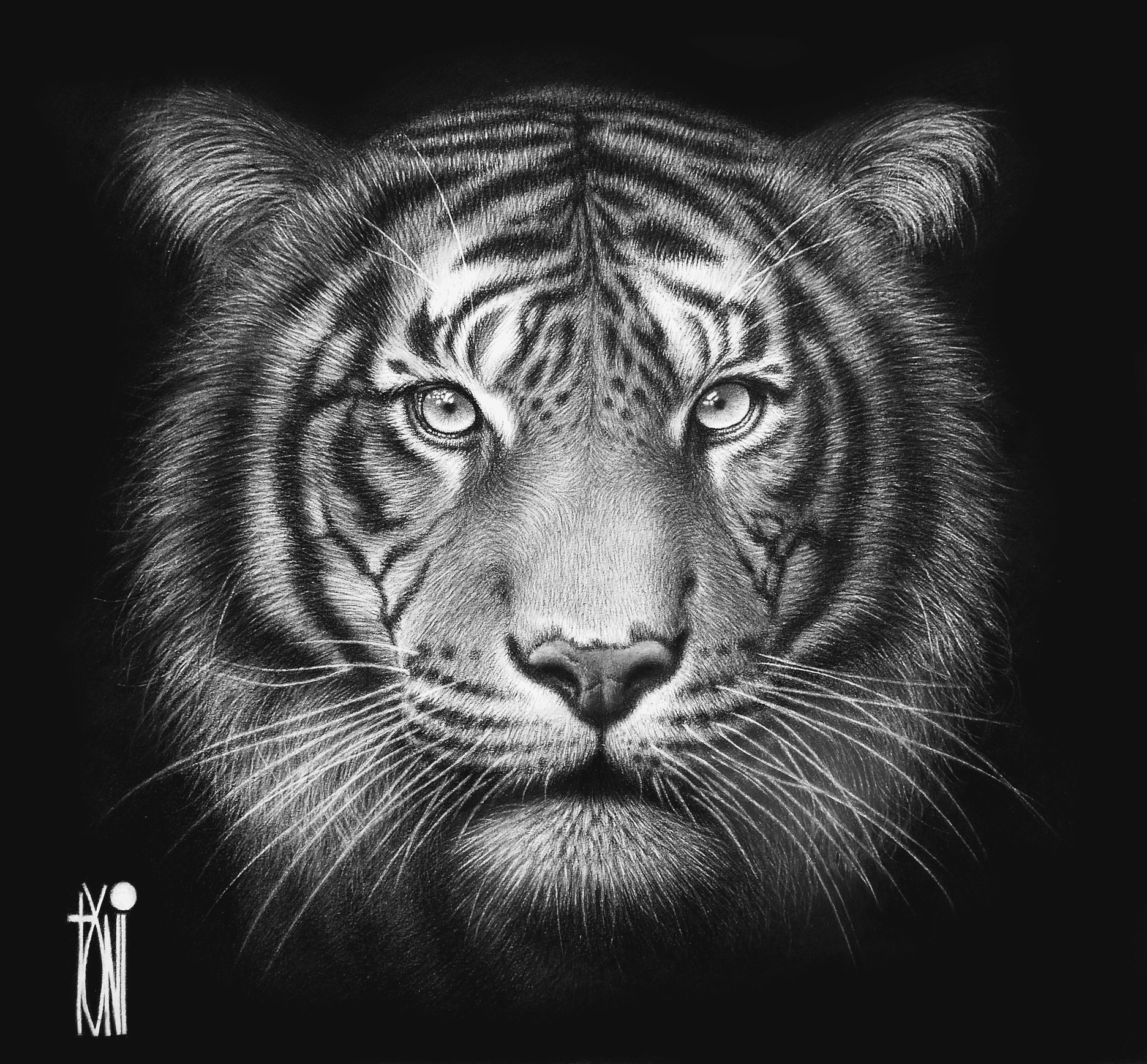 pencil drawing of a tiger face