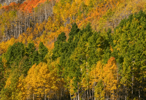 Rocky Mountain Gold