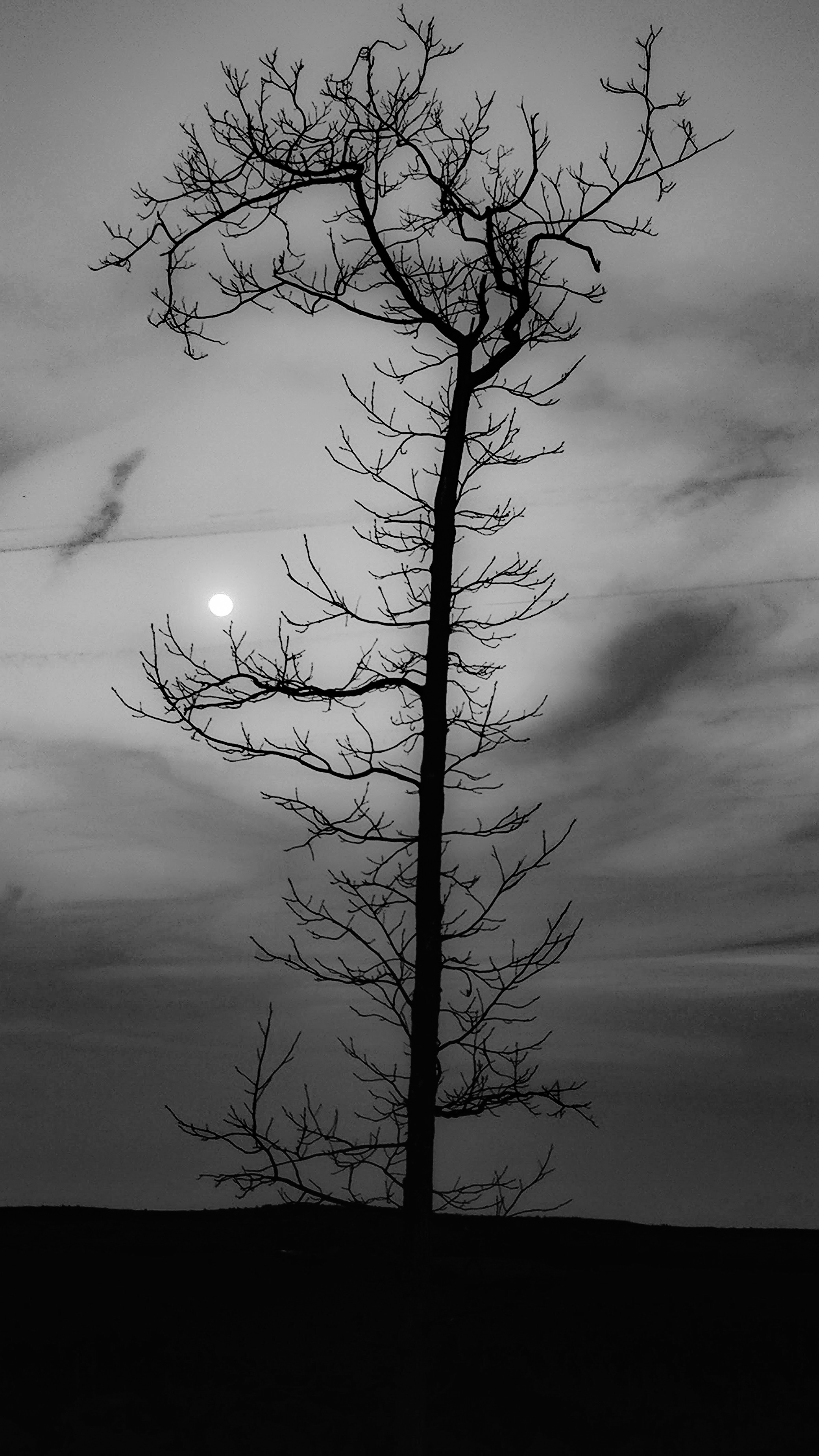 Branching Moonlight