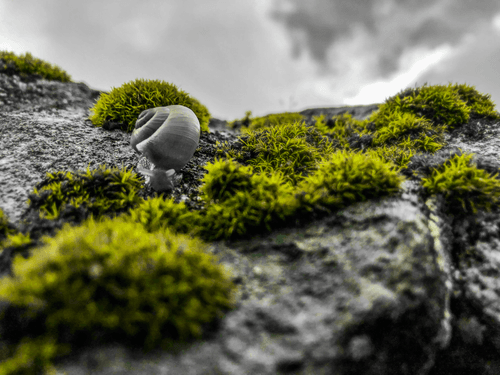 Snail Day