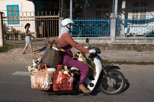 Bikes of Burden #102. Ducks.