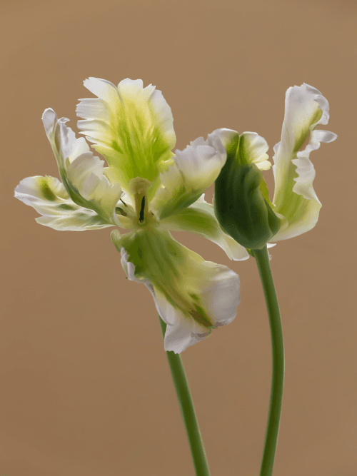 Tulip 1637