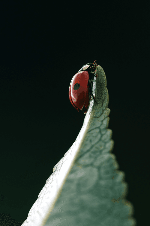 Ladybug rocket