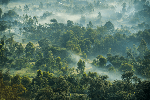 Solar Coffee Project #95 - Misty Morning In Ethiopia