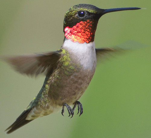 Hummingbird #062