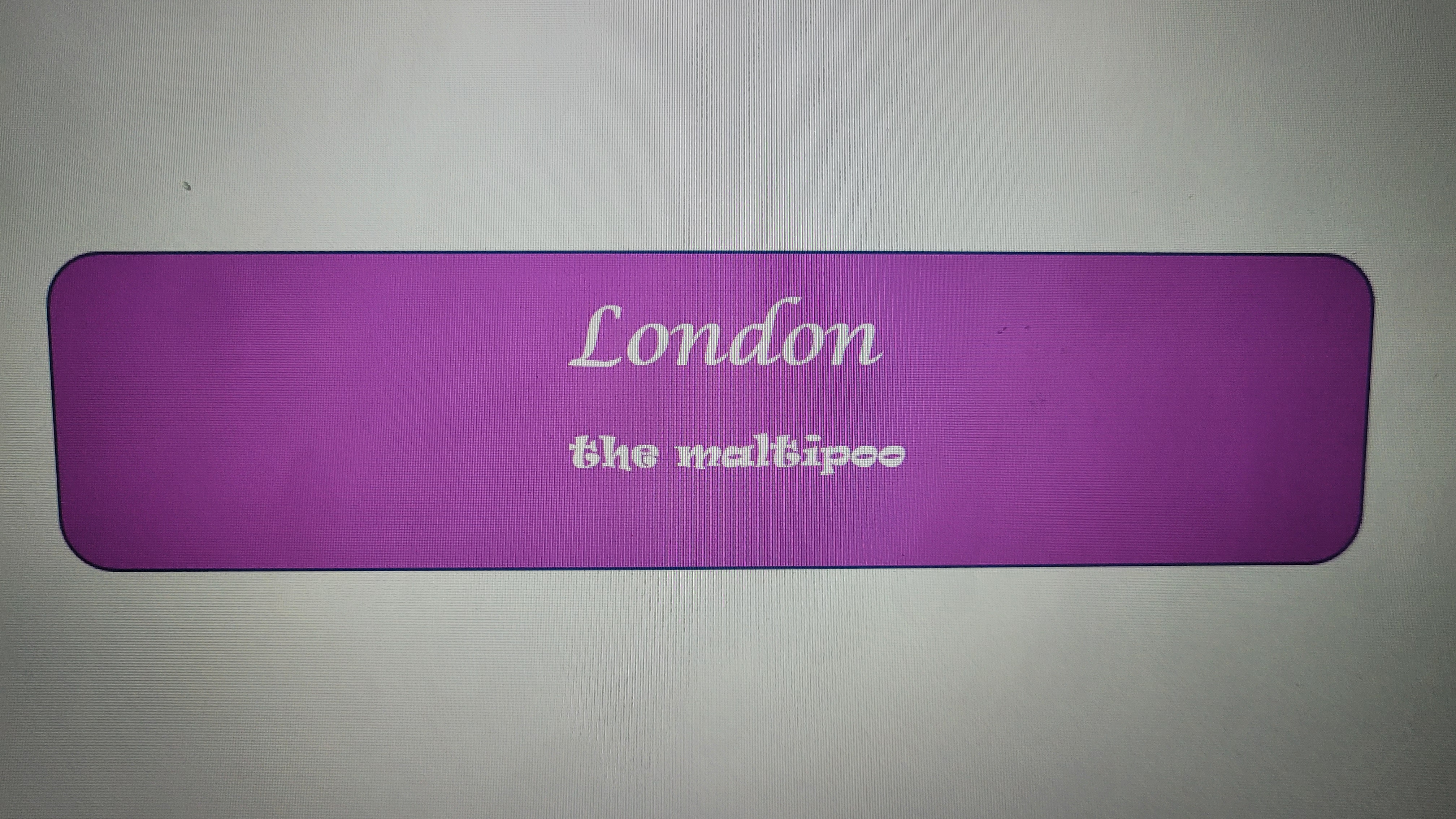 London_The_Maltipoo banner