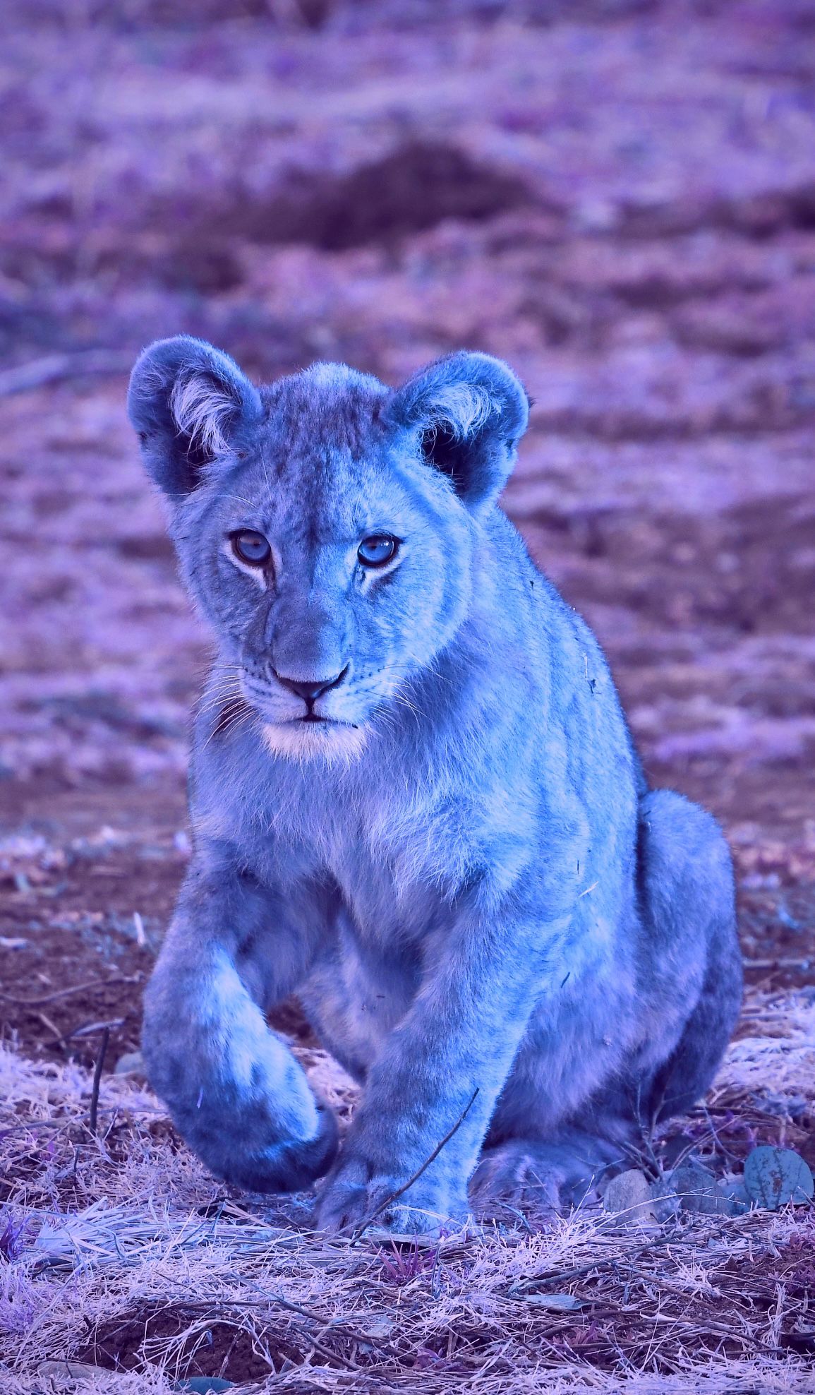 baby white lion with blue eyes