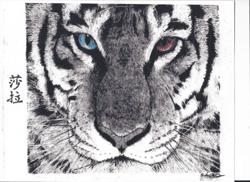 Tiger heterochromia