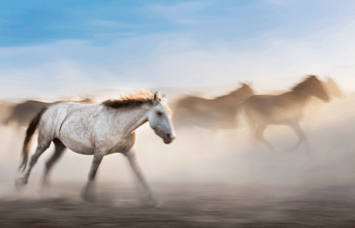 The story of the noble horses