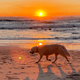 Sunset Doge