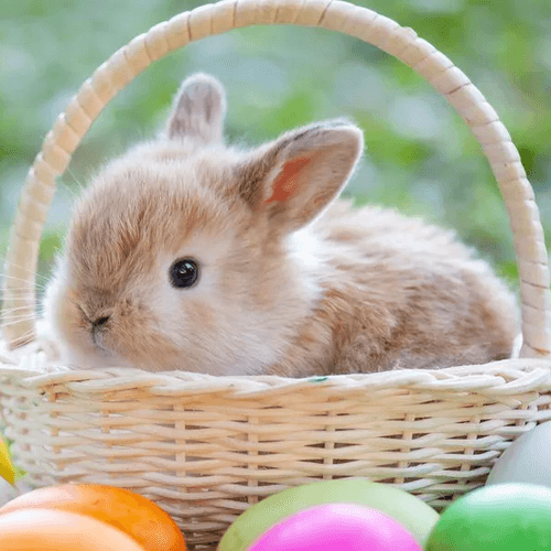 Easter's Egg