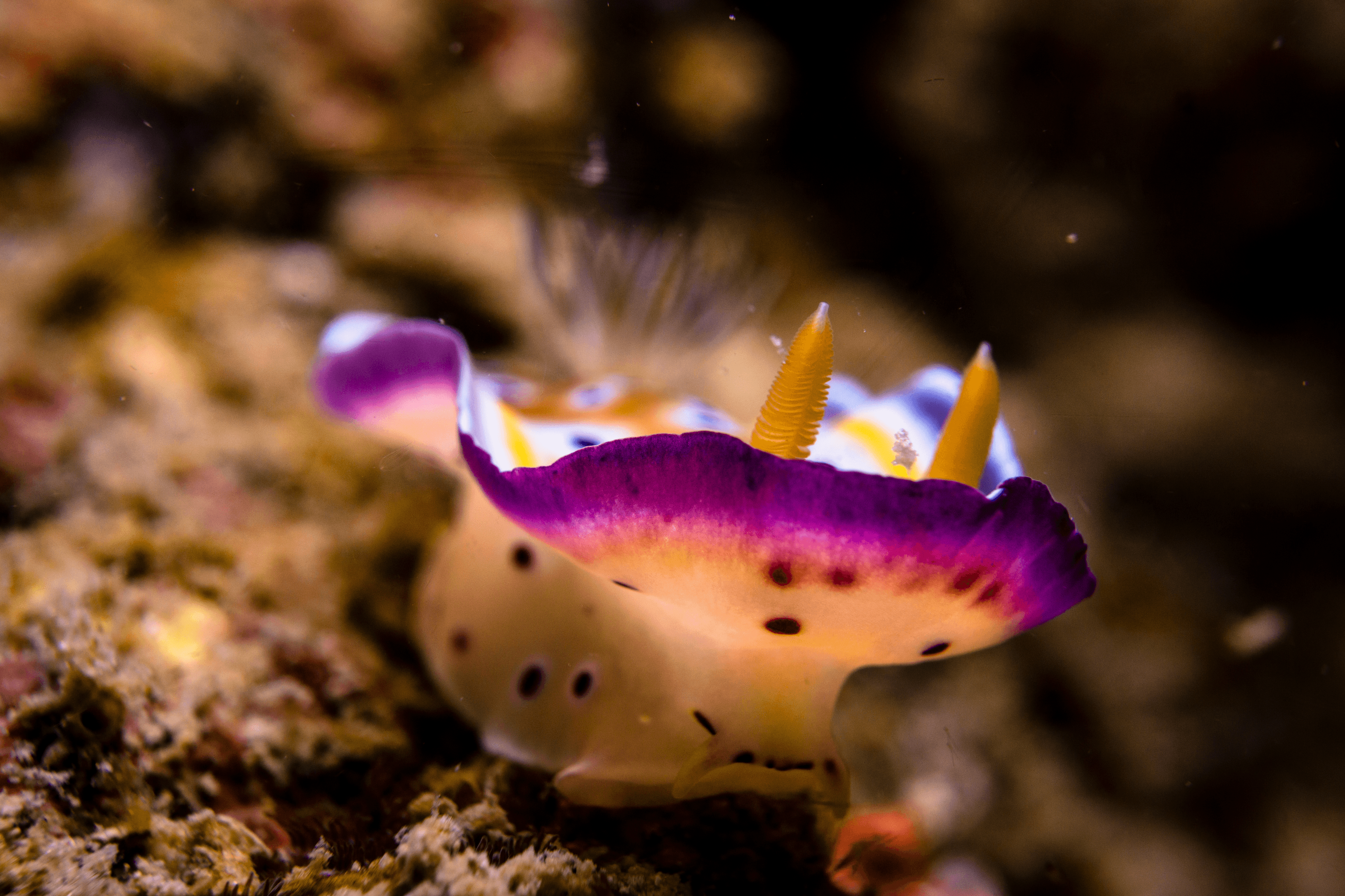 Marilyn Monroe Nudibranch 