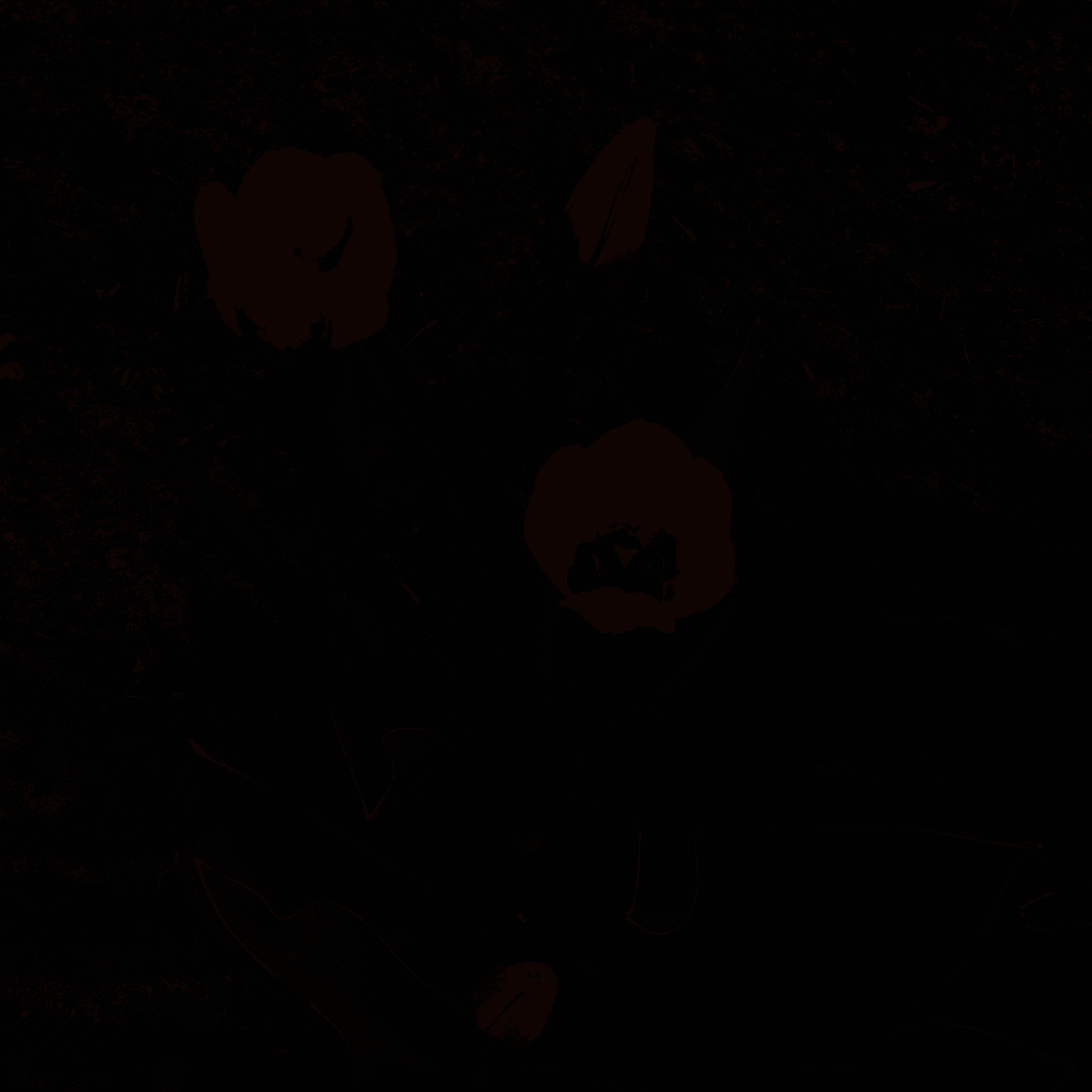 BLCK_picture - Collection | OpenSea