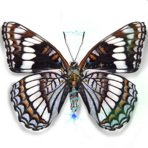 butterfly effect