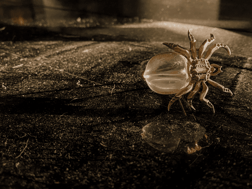 Dust